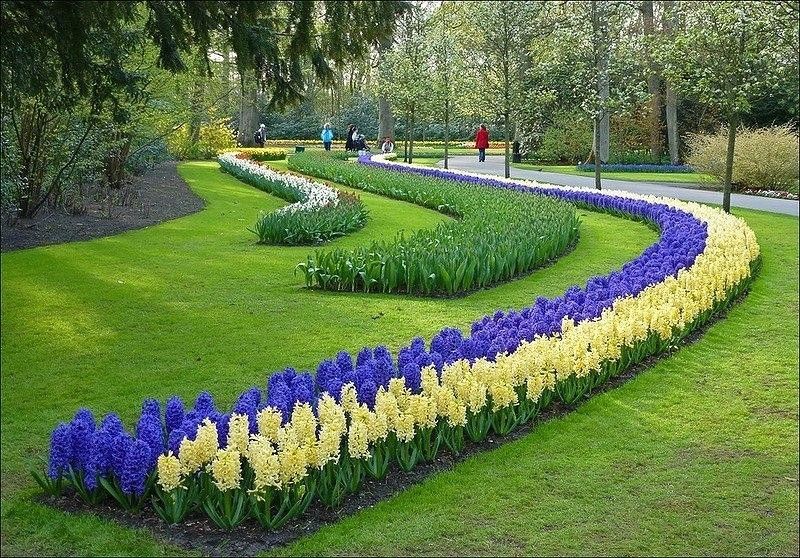 рабатки.jpg рабатки.jpg